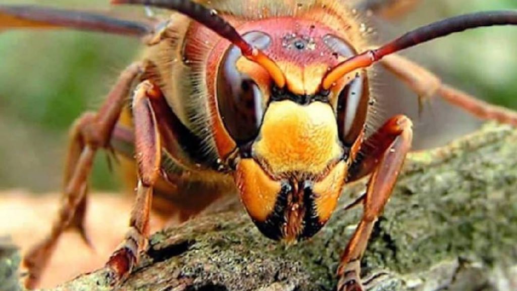 Vespa Mandarinia: The killer hornet that is frightening scientists
