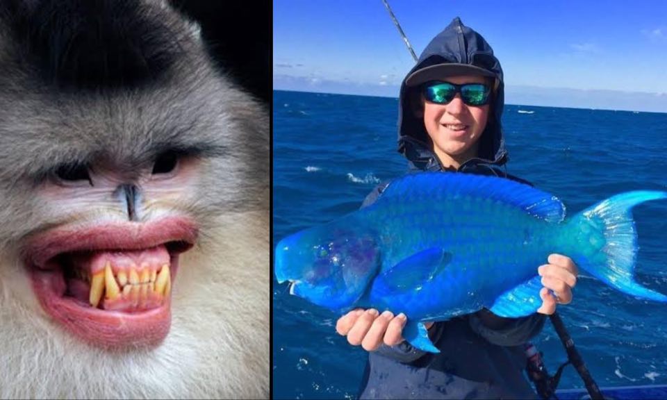 Extraordinary and rare animals that inhabit our planet